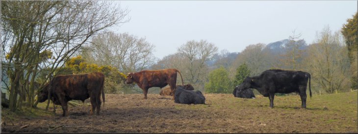 Cattle by the path around the Peckforton Hills